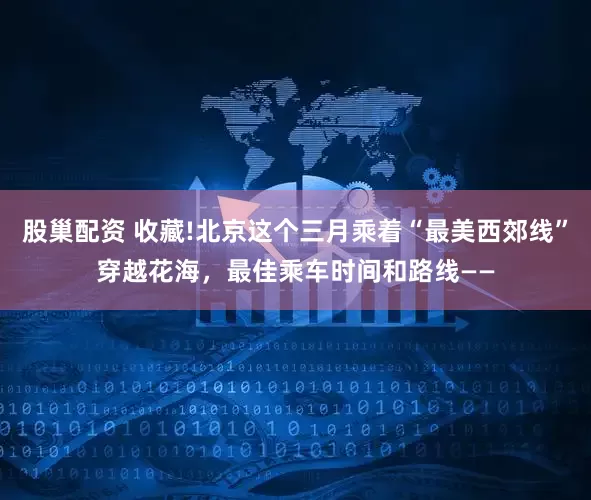 股巢配资 收藏!北京这个三月乘着“最美西郊线”穿越花海，最佳乘车时间和路线——